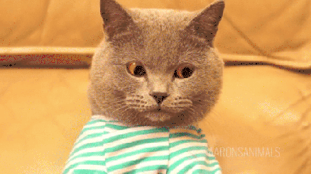giphy-downsized-large